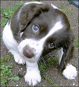 Big Eyed Puppy